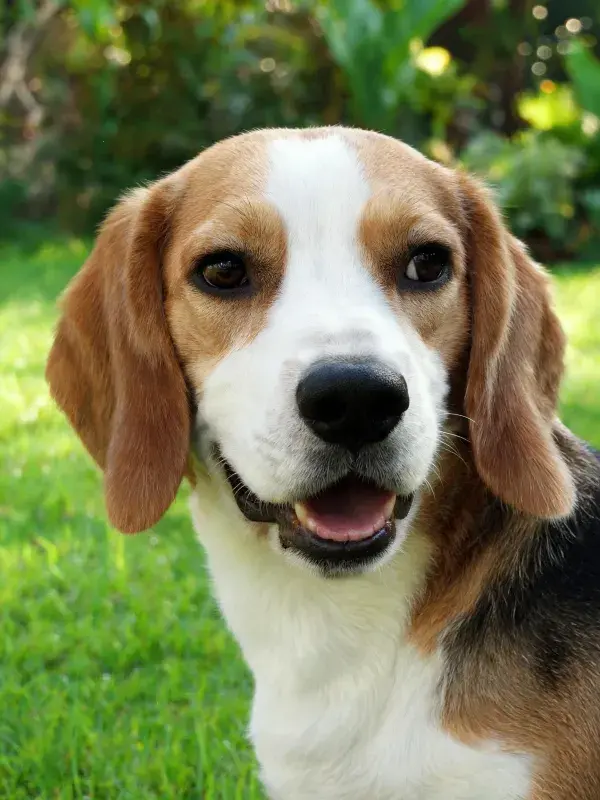 绿地环境中比格犬头部特写