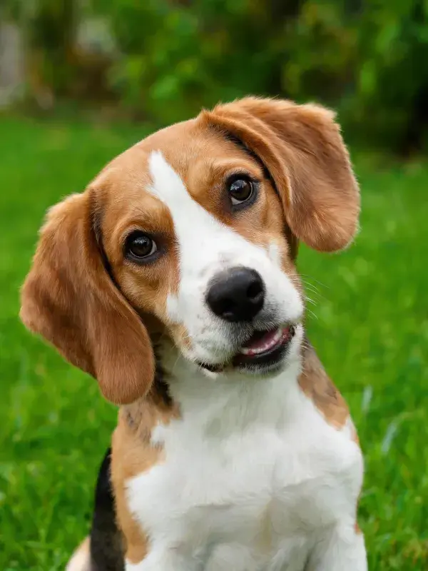 户外草地上的比格幼犬特写