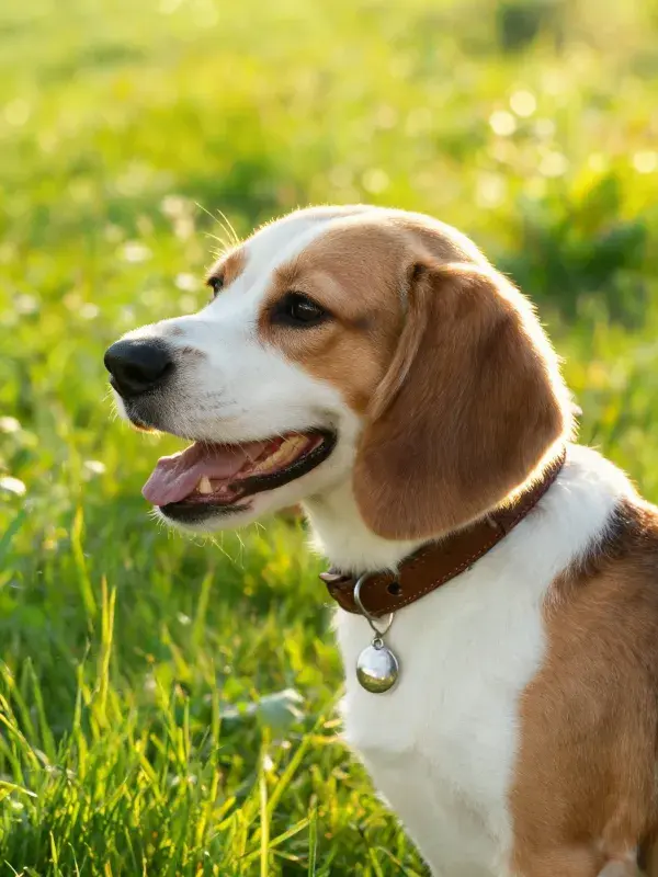 比格犬在阳光下的草地特写