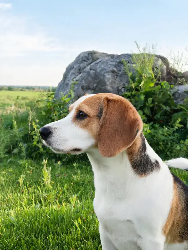 草地岩石旁的比格犬特写