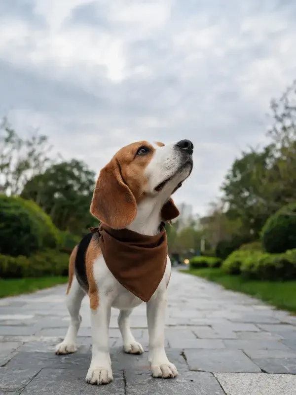 比格犬在砖石小径上的特写