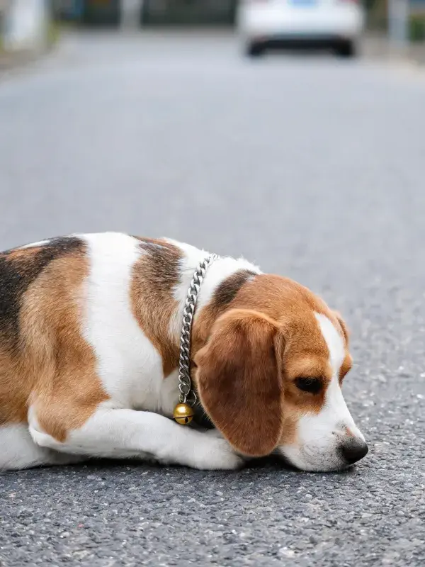青砖路面上的比格犬休息瞬间