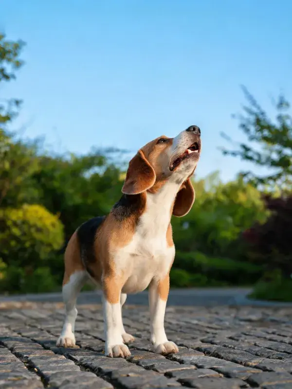 砖石小径上抬头张望的比格犬