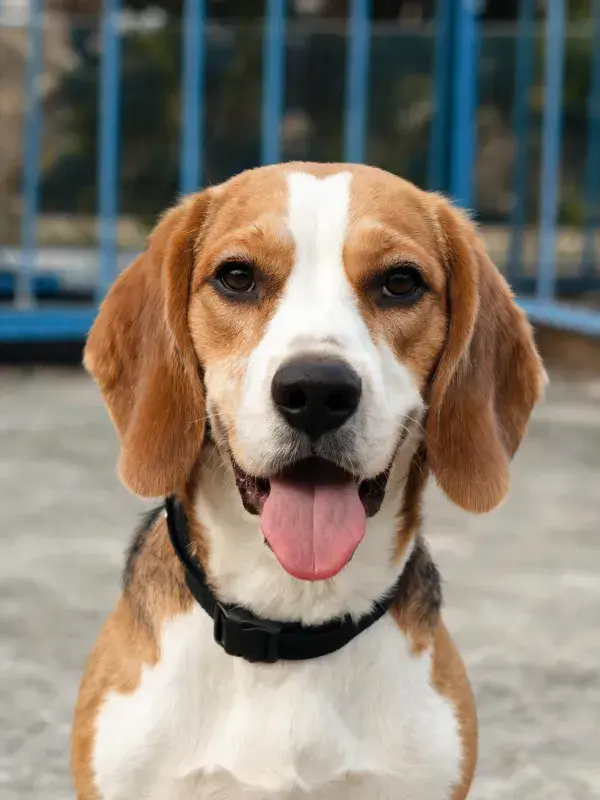 铁栅栏前比格犬的特写