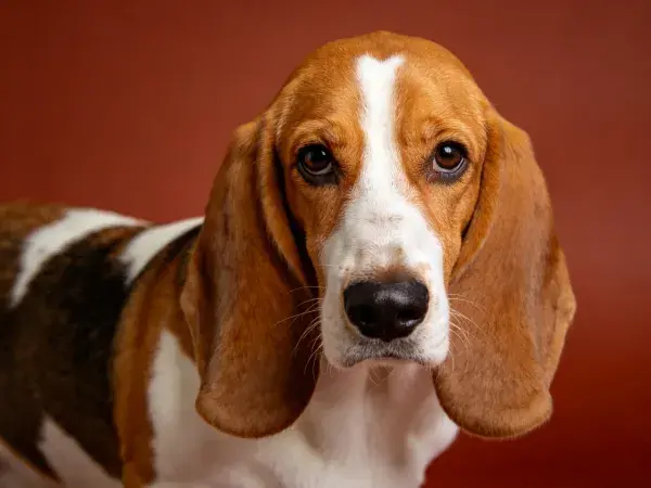 巴吉度猎犬特写于暖色调背景前
