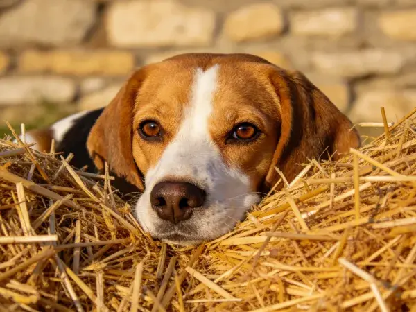 石墙旁稻草堆上的比格犬特写