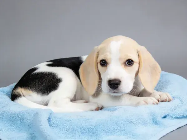 浅蓝色毛巾上的比格幼犬特写