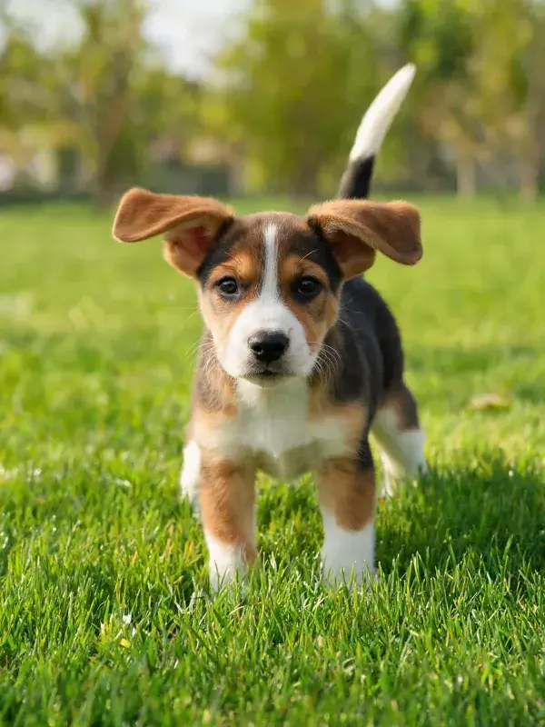 阳光草地上的比格幼犬