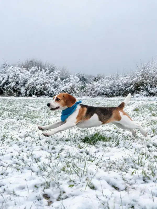 雪地草坪上的比格犬奔跑场景