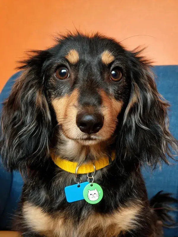 长毛腊肠犬佩戴项圈特写