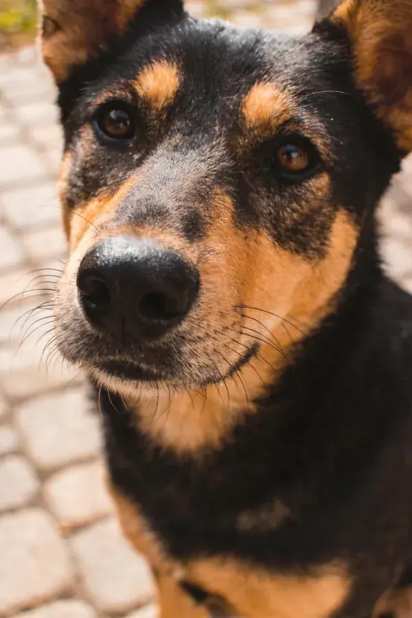 黑棕相间混血犬近距离特写
