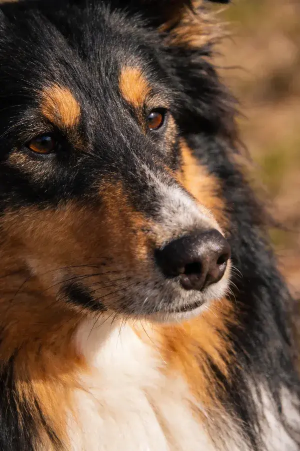 户外光下设得兰牧羊犬特写