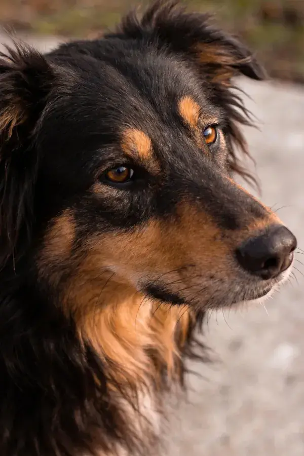 黑棕色长毛牧羊犬头部特写