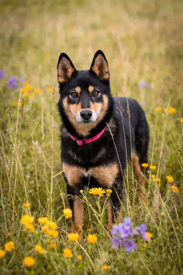 黑棕色工作犬于野花草地场景