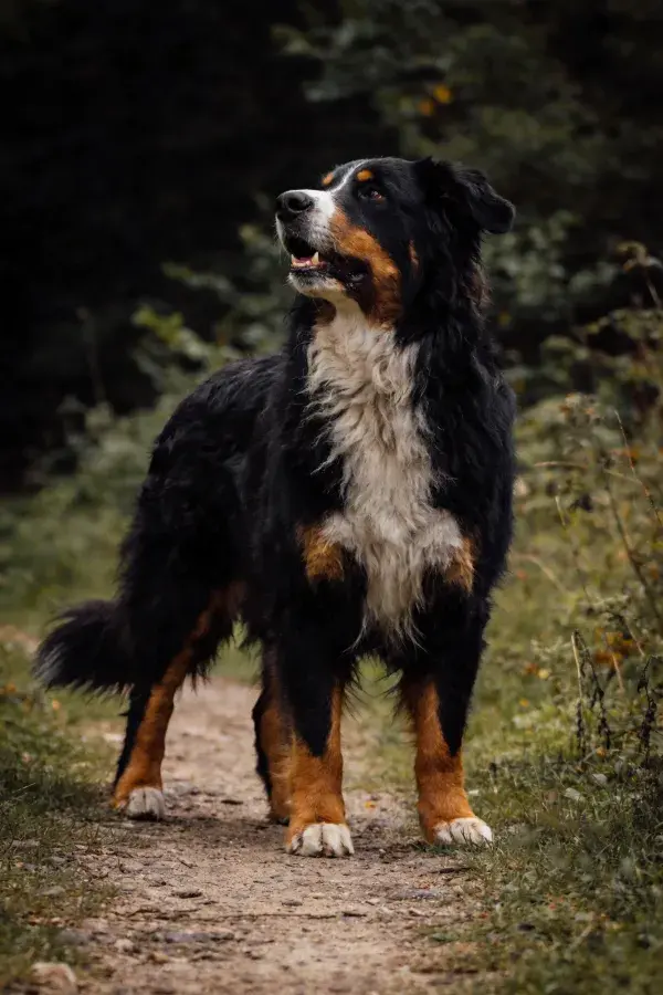 林间小径上的伯恩山犬站立特写