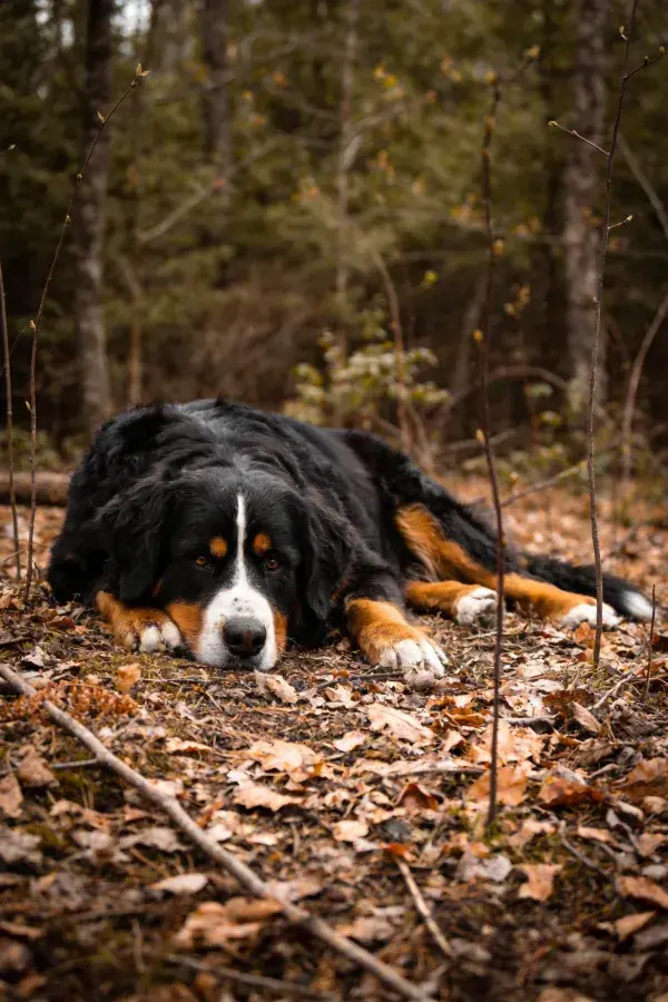 森林落叶地上的伯恩山犬