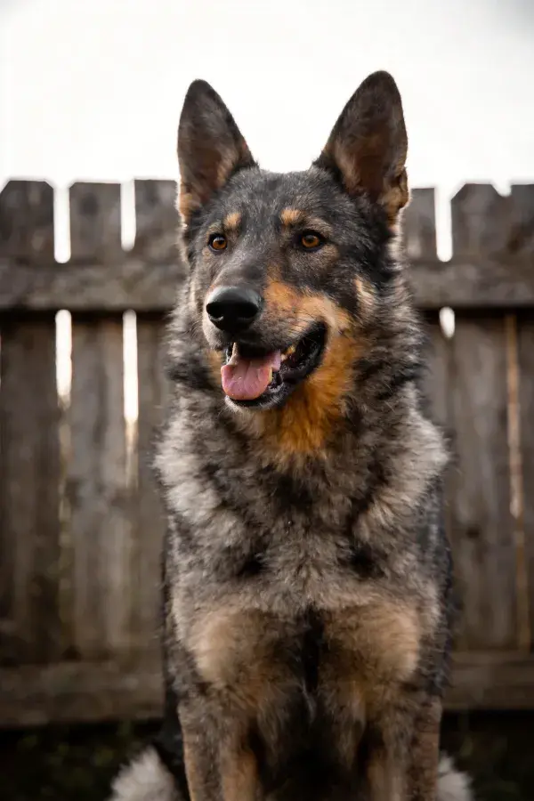 德国牧羊犬坐于木栅栏前