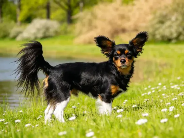 小型玩赏型梗犬于草地水域旁的姿态
