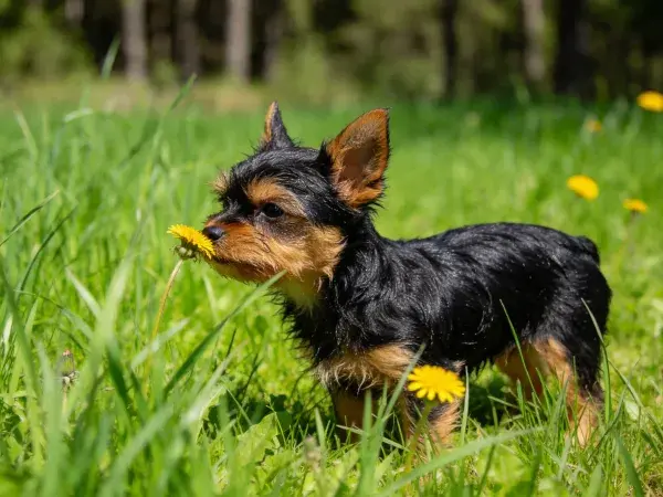 草地中约克夏梗犬嗅食蒲公英的特写