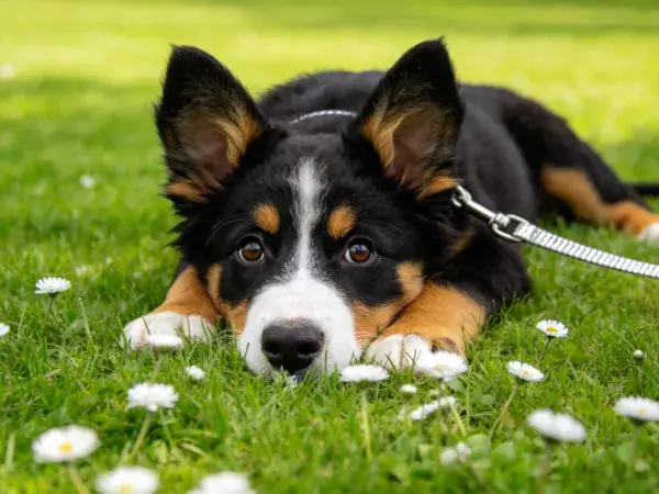 草地上的边境牧羊犬幼犬特写