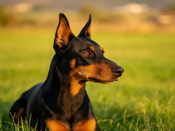 青草地上迷你杜宾犬特写镜头