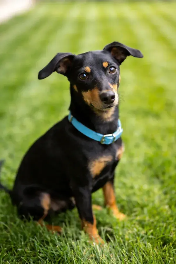 绿草地上的曼彻斯特梗犬