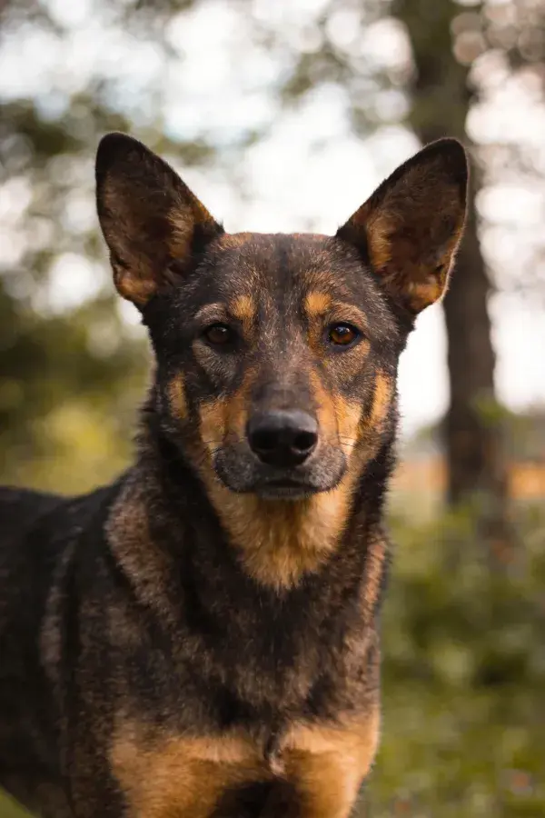 户外环境中黑棕相间德国牧羊犬特写