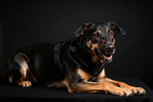 黑色棕褐相间混种犬趴卧纯黑背景前