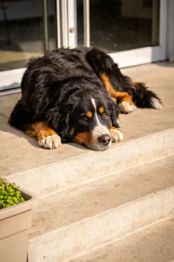 混凝土台阶上的伯恩山犬