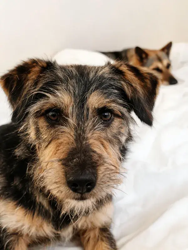 近景拍摄中两只混种梗类犬