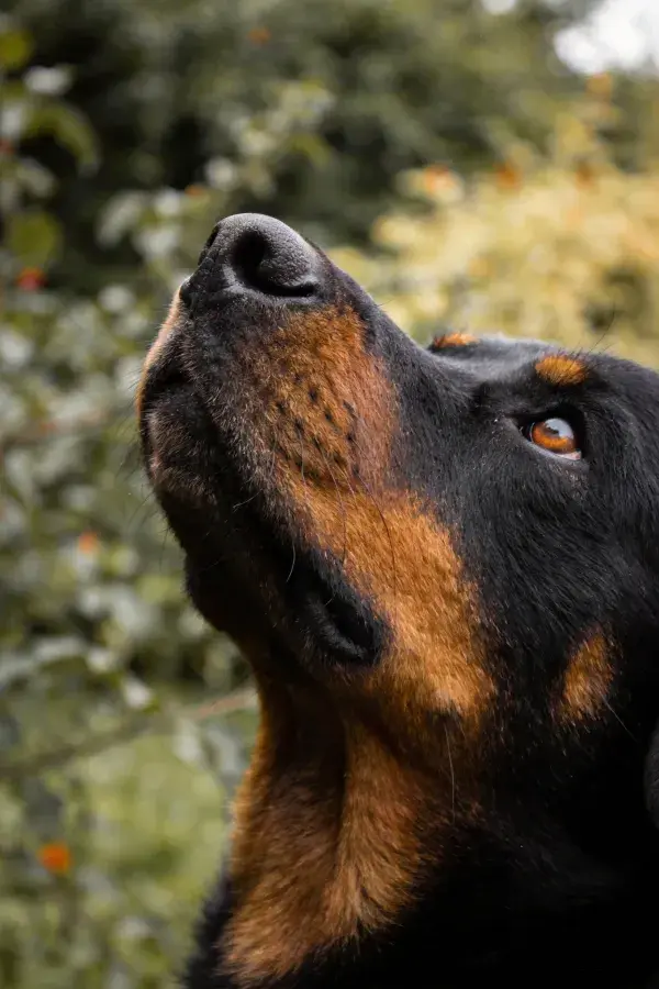 杜宾犬仰望景色的特写镜头