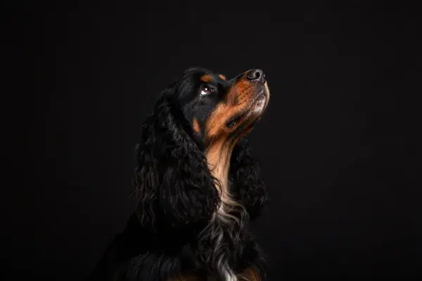 英国可卡犬特写于深色背景下