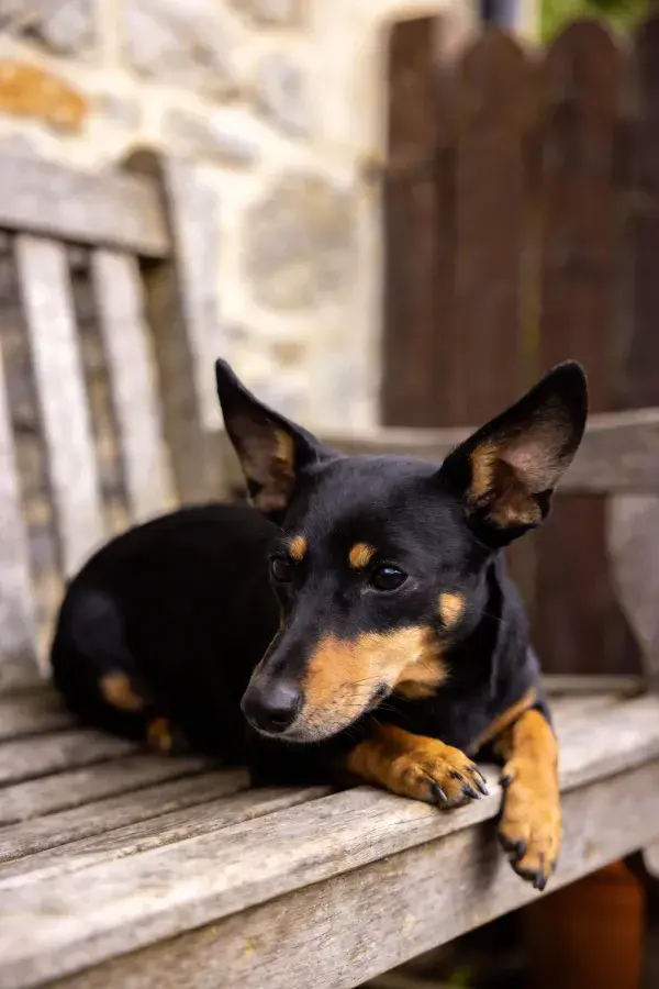 迷你曼彻斯特犬在木质长椅上的状态捕捉