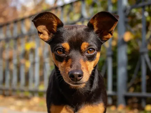 户外环境中迷你杜宾犬的特写