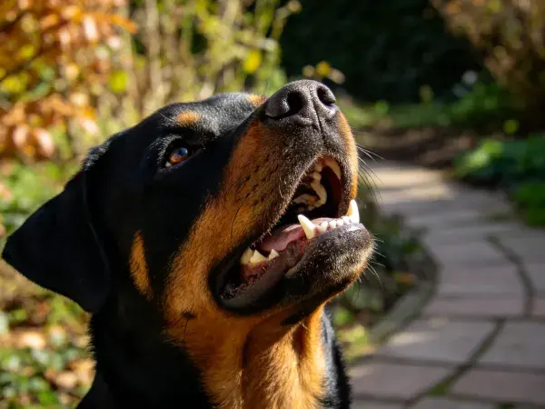 户外花园中罗威纳犬的上半身特写