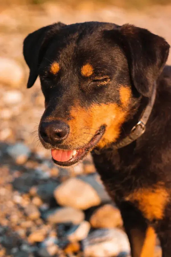 黑棕色罗威纳犬闭眼张嘴于石滩