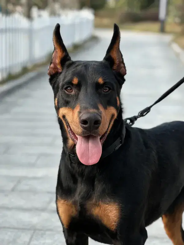 砖石小径上的杜宾犬特写
