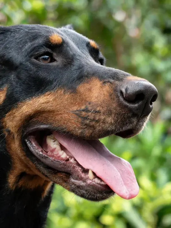 道伯曼犬头部特写展现皮毛质感