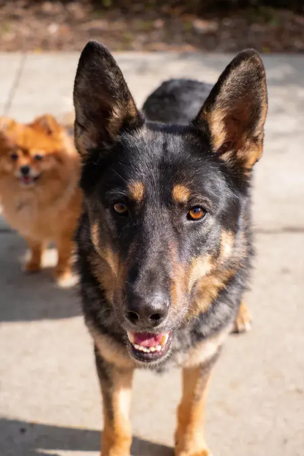 阳光下德国牧羊犬与博美犬的户外特写