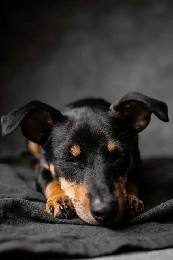黑棕配色曼彻斯特犬安静休憩特写
