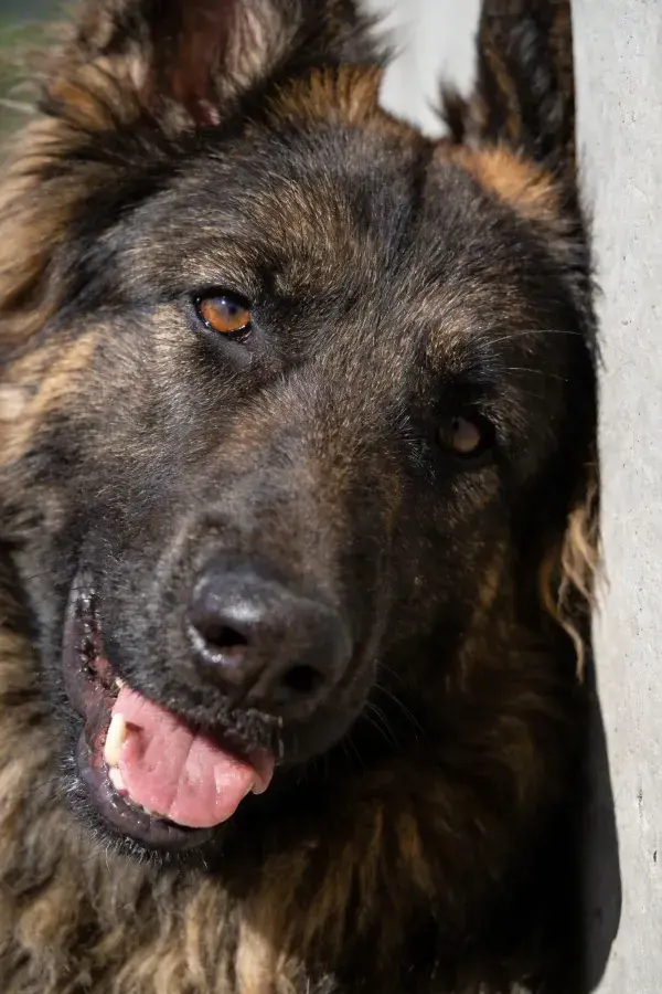 近距离捕捉一只德国牧羊犬