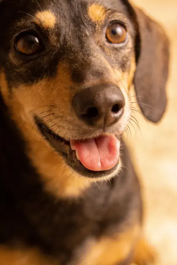 青褐相间腊肠犬张嘴吐舌近景