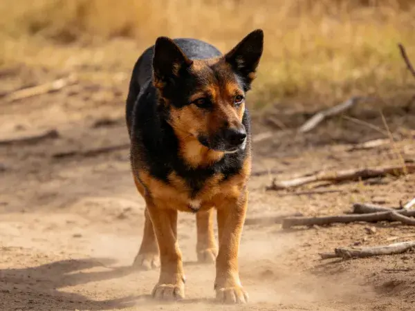 户外土路上黑棕相间的混种犬状态捕捉