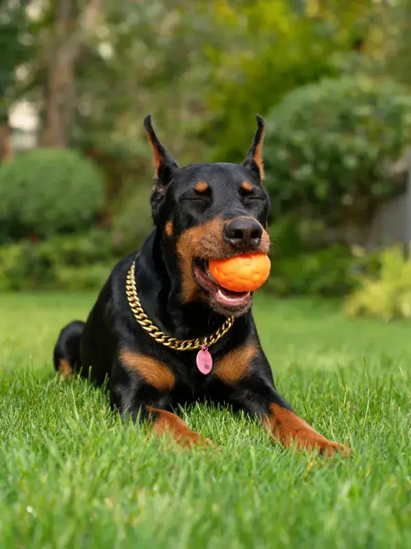 杜宾犬在草坪叼着橙色玩具球