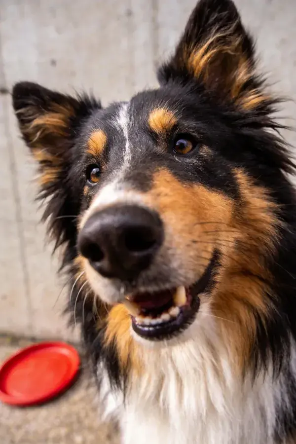 边境牧羊犬微笑注视的瞬间