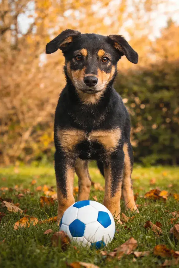 秋日草地上的混血幼犬与足球