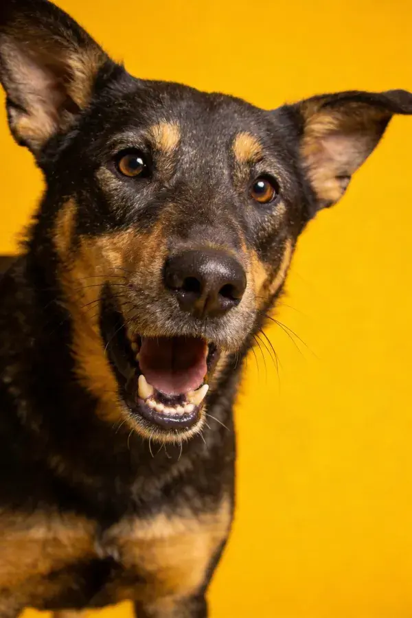 暖黄色背景下的短毛混血犬特写