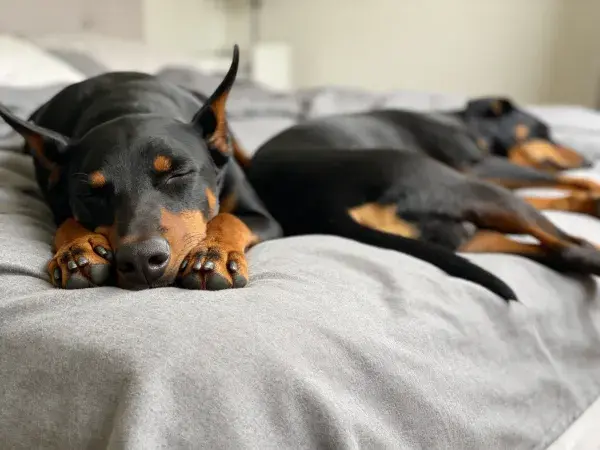 灰色床铺上的杜宾犬休息场景