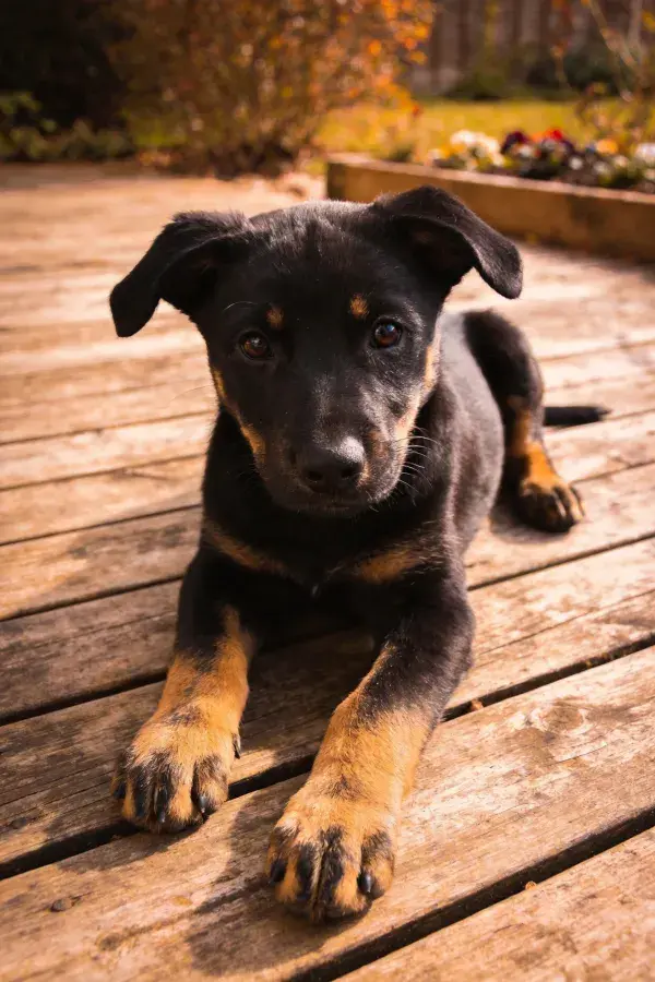 户外木质平台上的黑棕相间幼犬