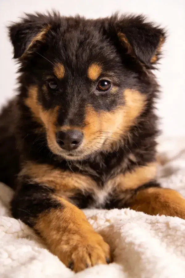 室内白色毯子上休息的混血幼犬